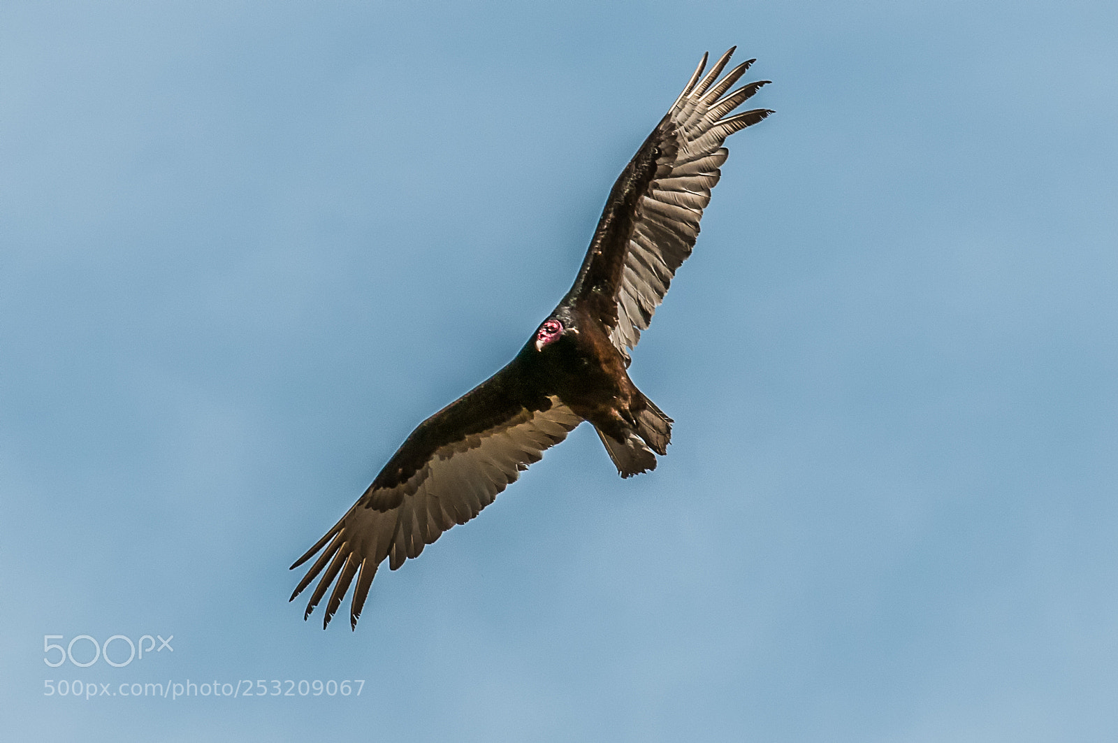 Nikon D300 sample photo. Turkey vulture photography