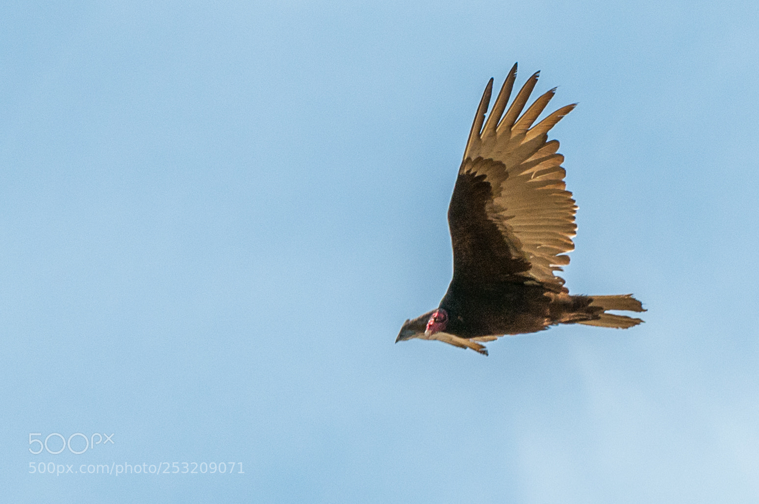 Nikon D300 sample photo. Turkey vulture photography