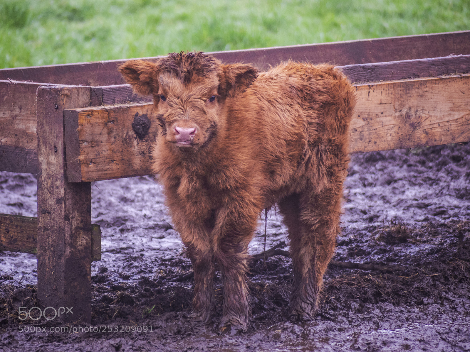 Olympus OM-D E-M1 sample photo. A baby highlander photography