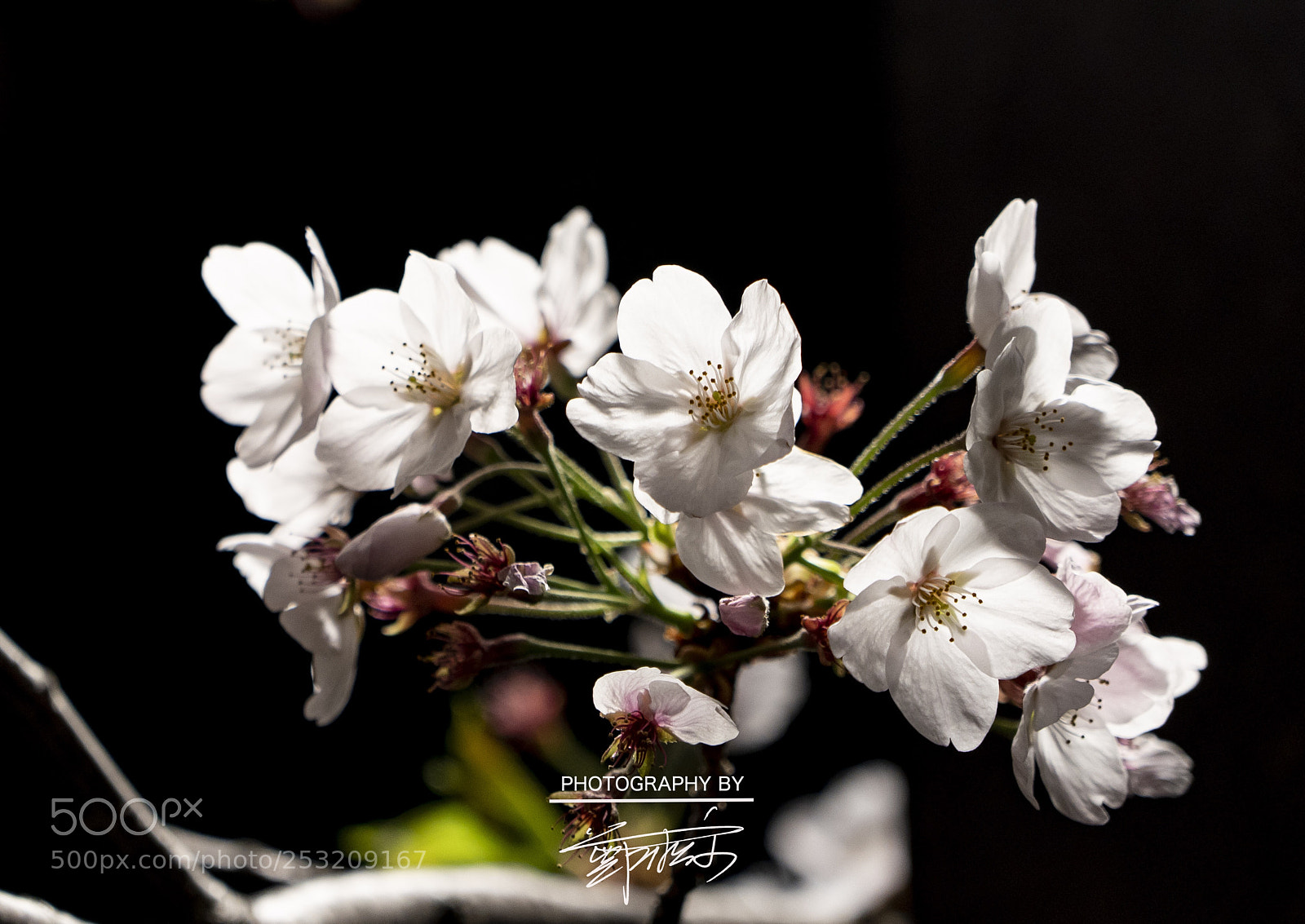 Sony a7R III sample photo. Untitled photography