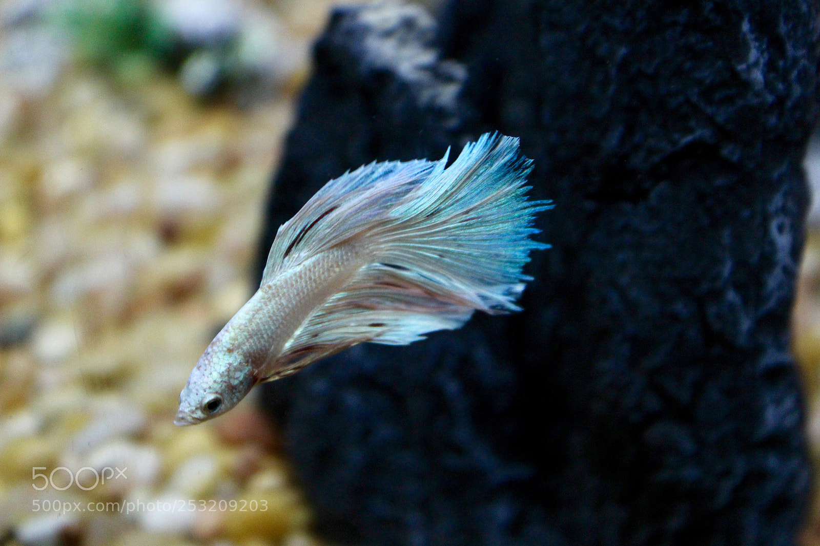 Canon EOS 600D (Rebel EOS T3i / EOS Kiss X5) sample photo. My ghost photography