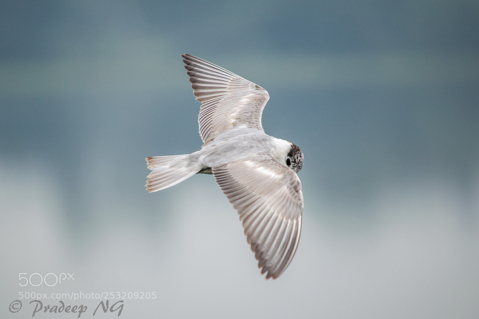 Nikon D3300 sample photo. Whiskered tern photography