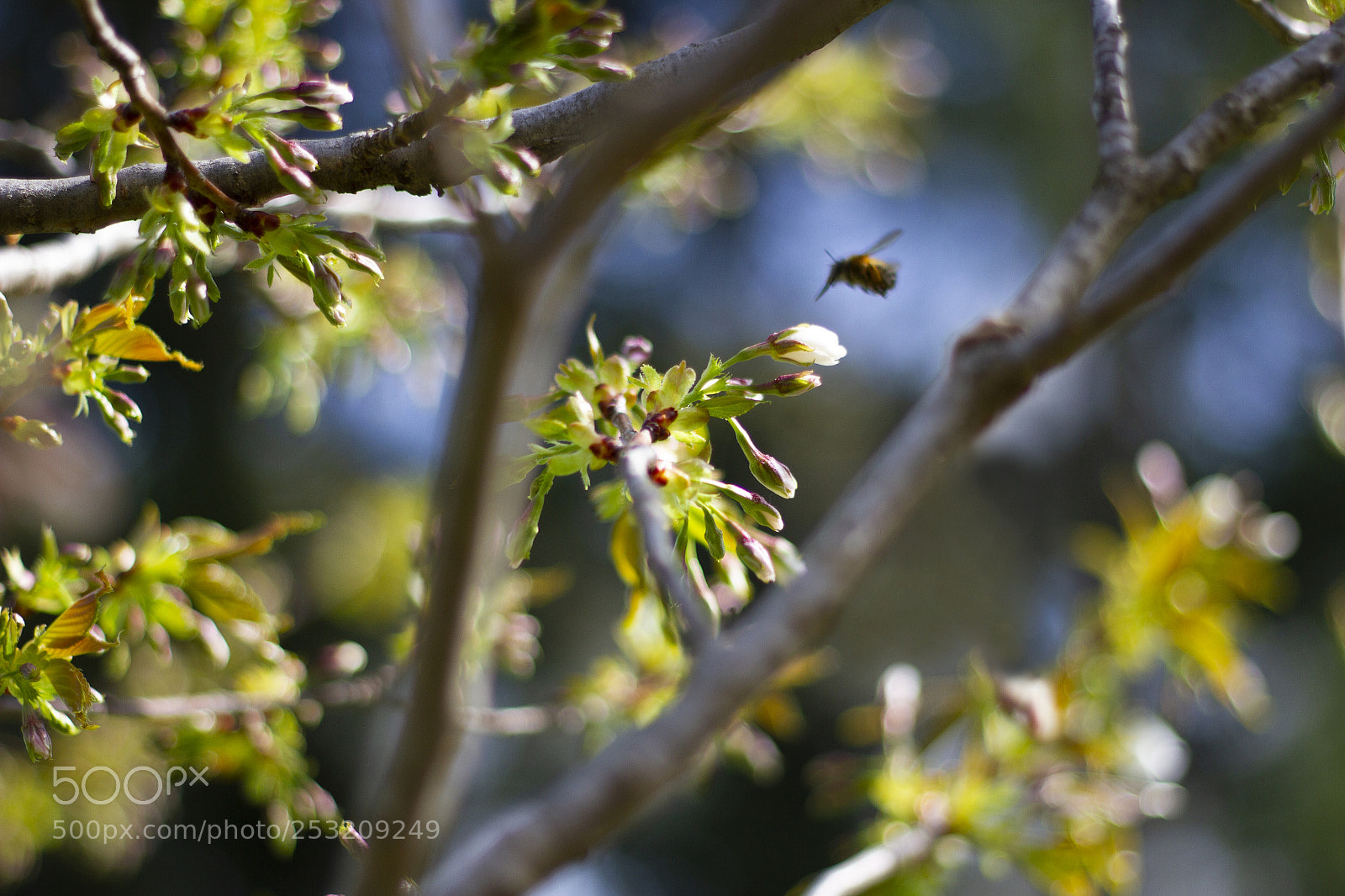Canon EOS 7D sample photo. The arrival of spring photography
