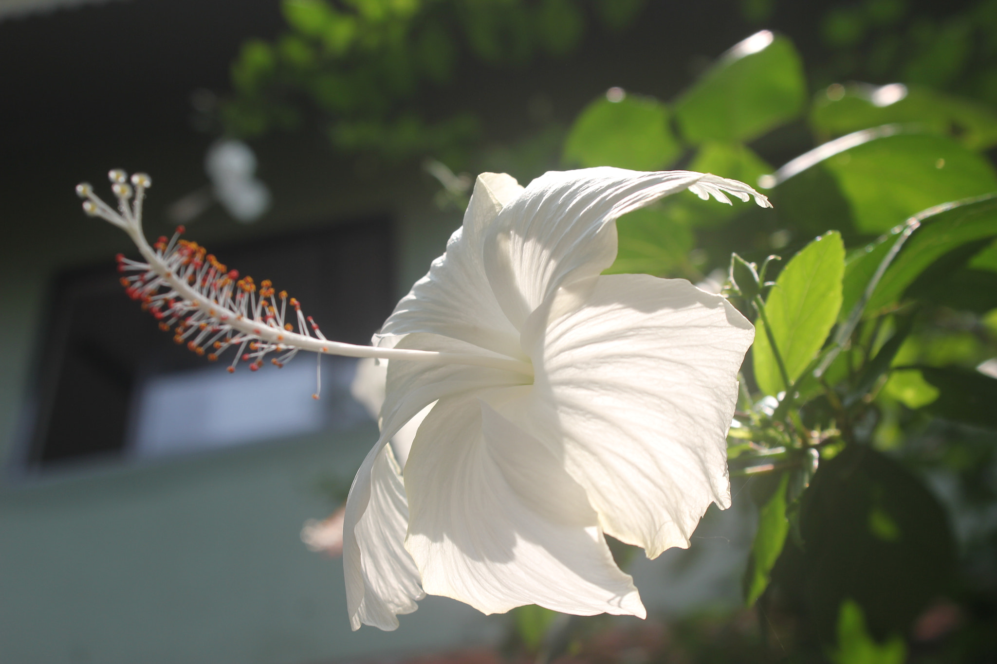 Canon EOS 550D (EOS Rebel T2i / EOS Kiss X4) sample photo. Hibiscus rosasininces photography
