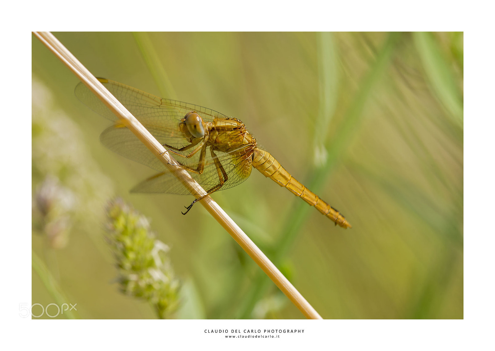 Nikon D600 sample photo. 280516_1825.jpg photography