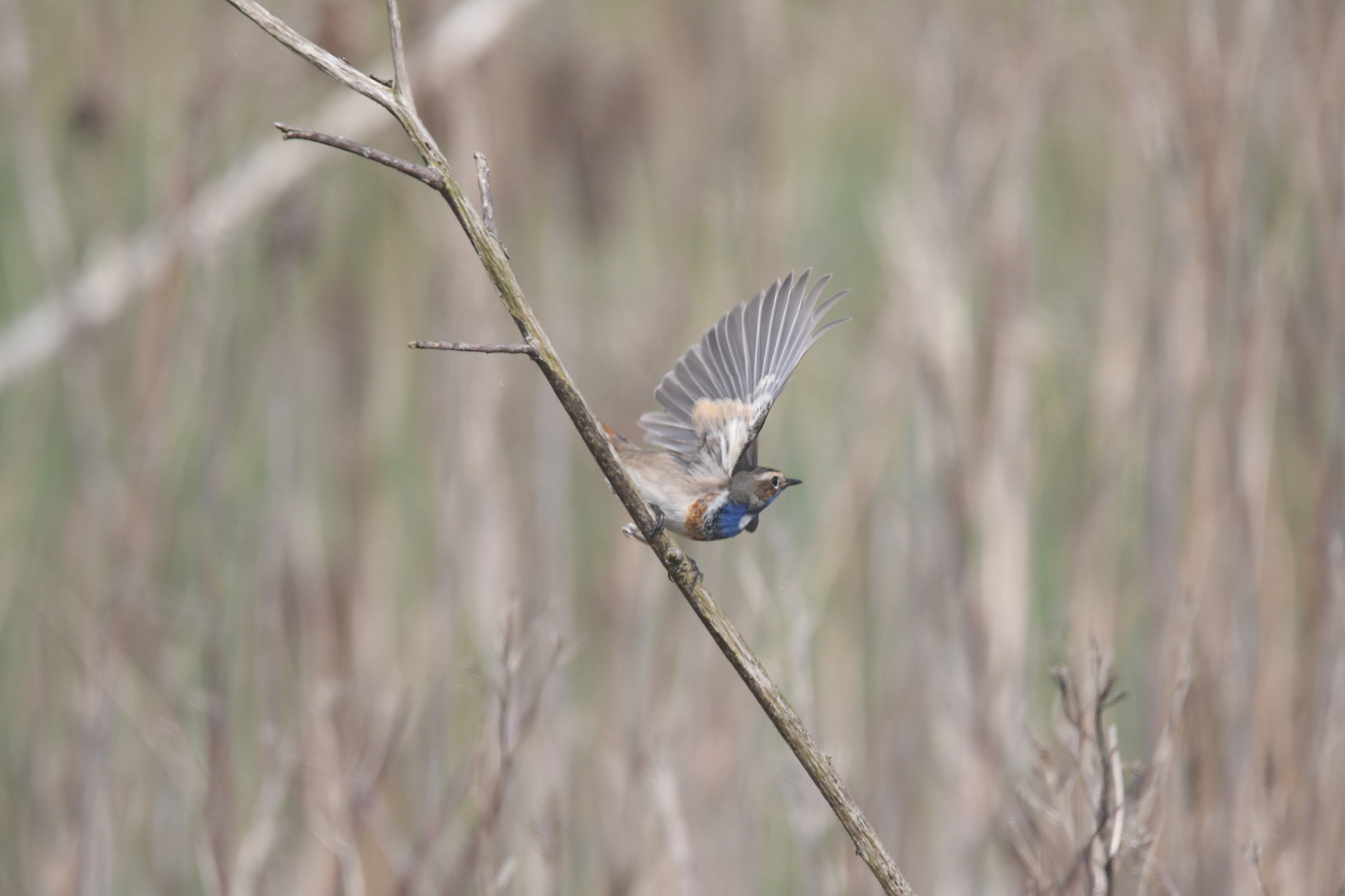 Nikon D500 sample photo. X photography