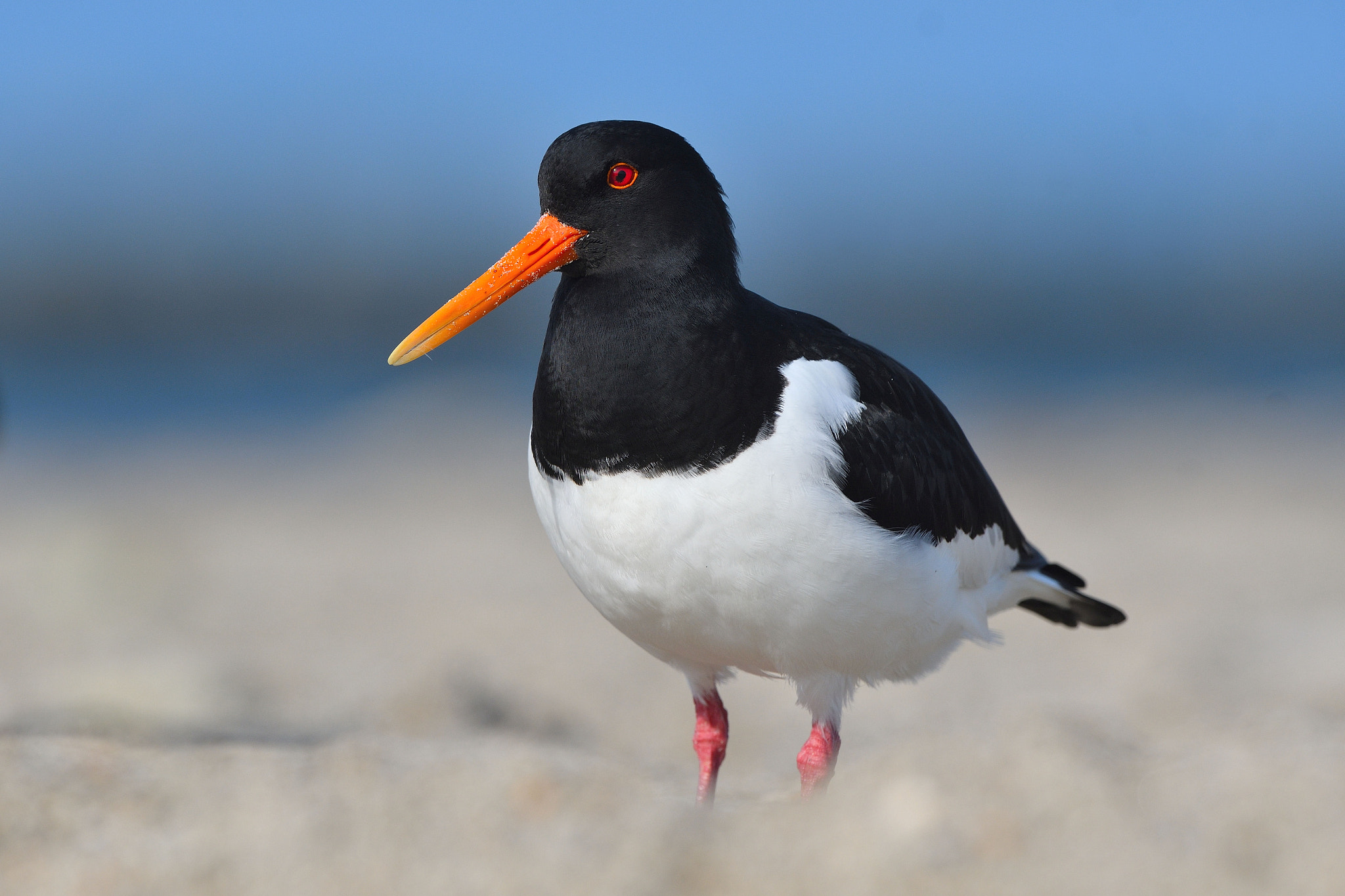 Nikon AF-S Nikkor 500mm F4G ED VR sample photo. Eurasian oystercatcher photography