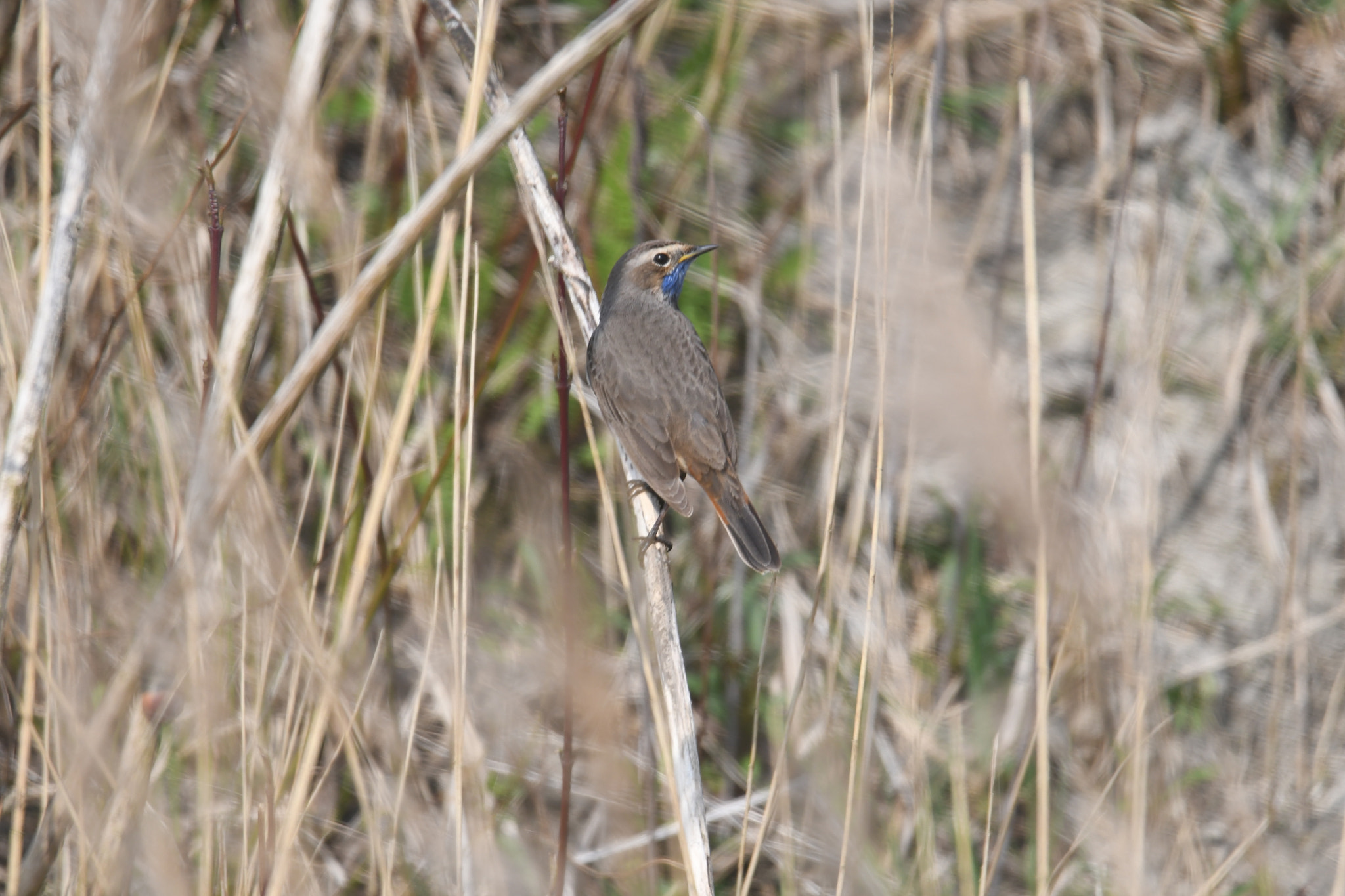 Nikon D500 sample photo. X photography