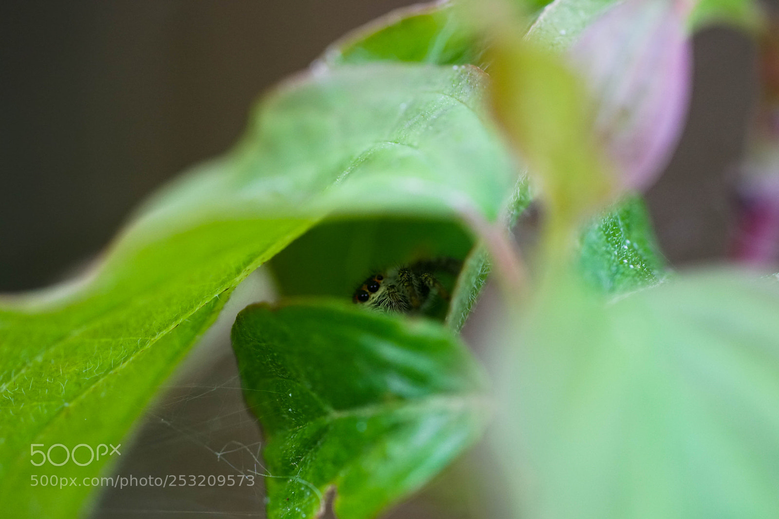 Sony a6500 sample photo. Spider photography