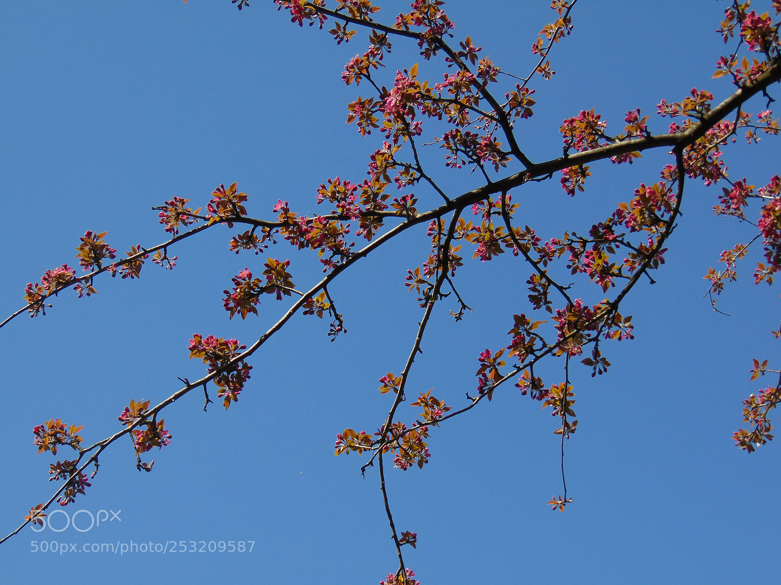 Sony Cyber-shot DSC-H300 sample photo. The arrival of spring photography