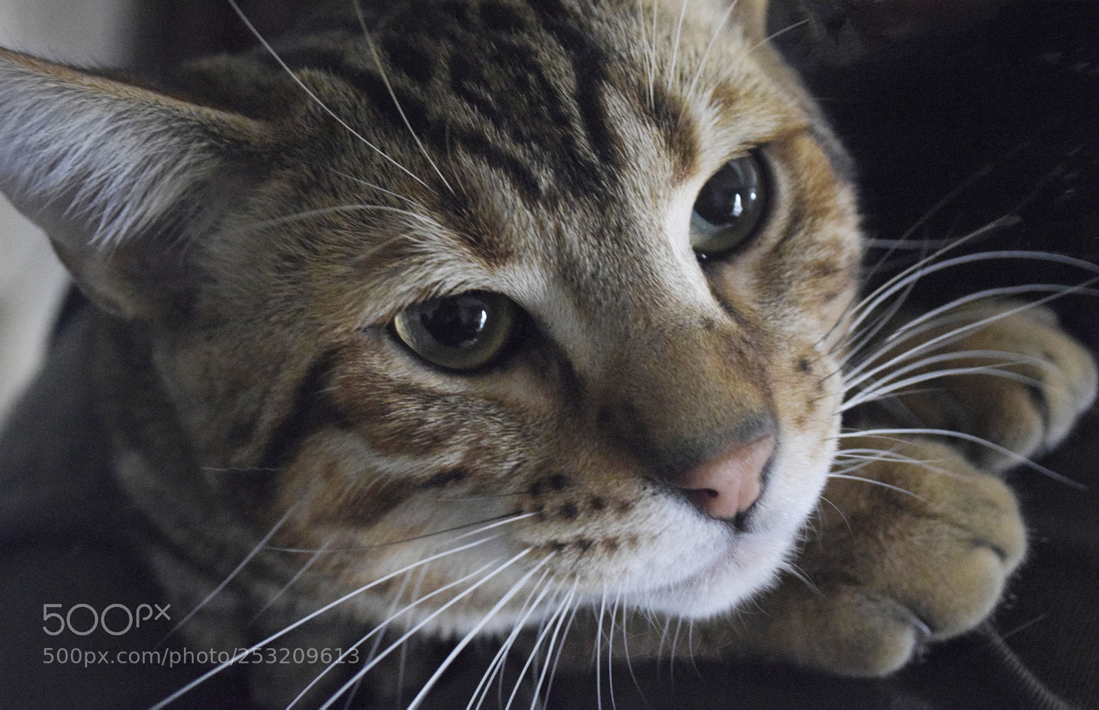 Nikon D3300 sample photo. Cat photography