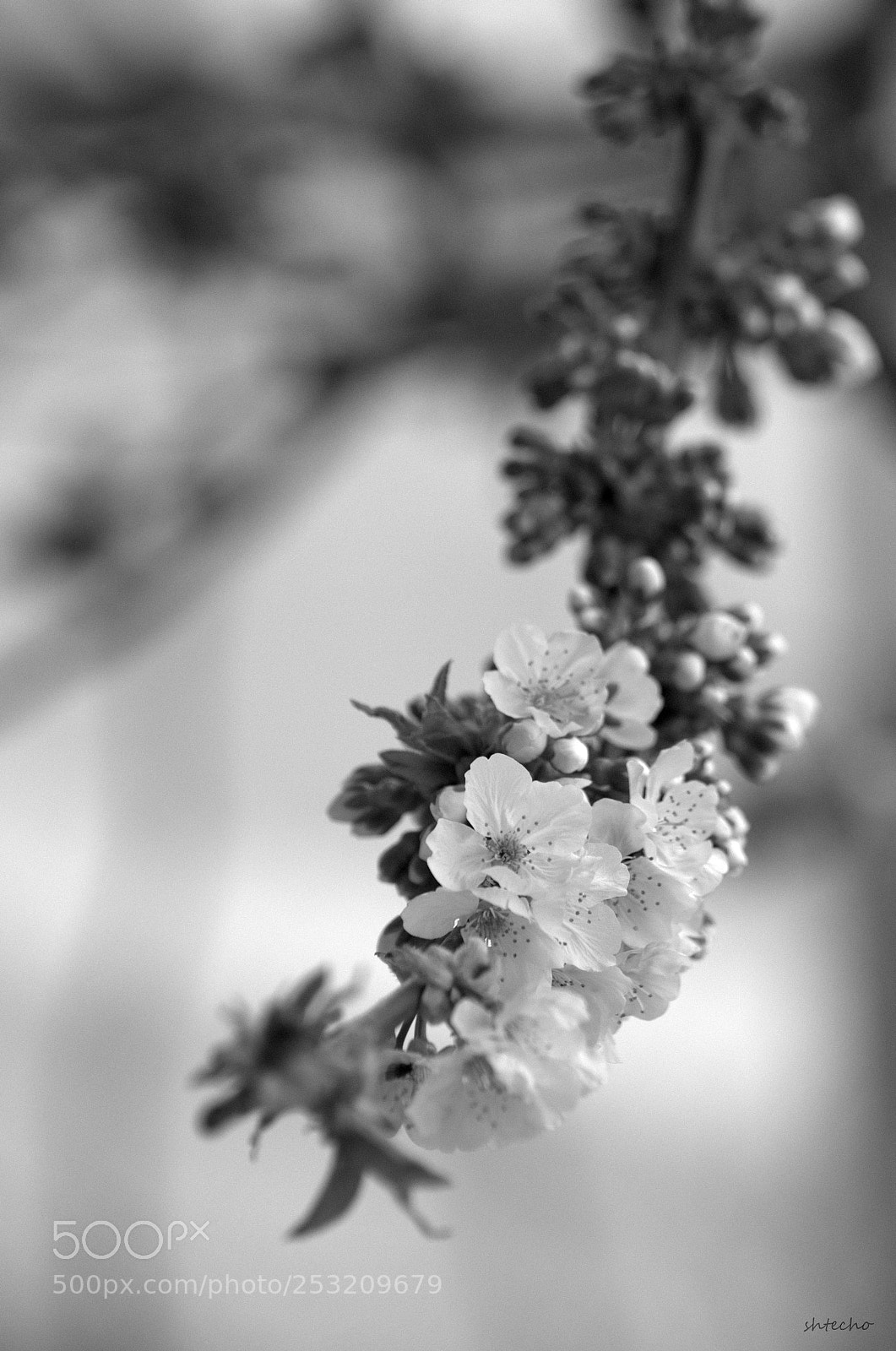 Nikon D5100 sample photo. Sprig of cherry wood ... photography