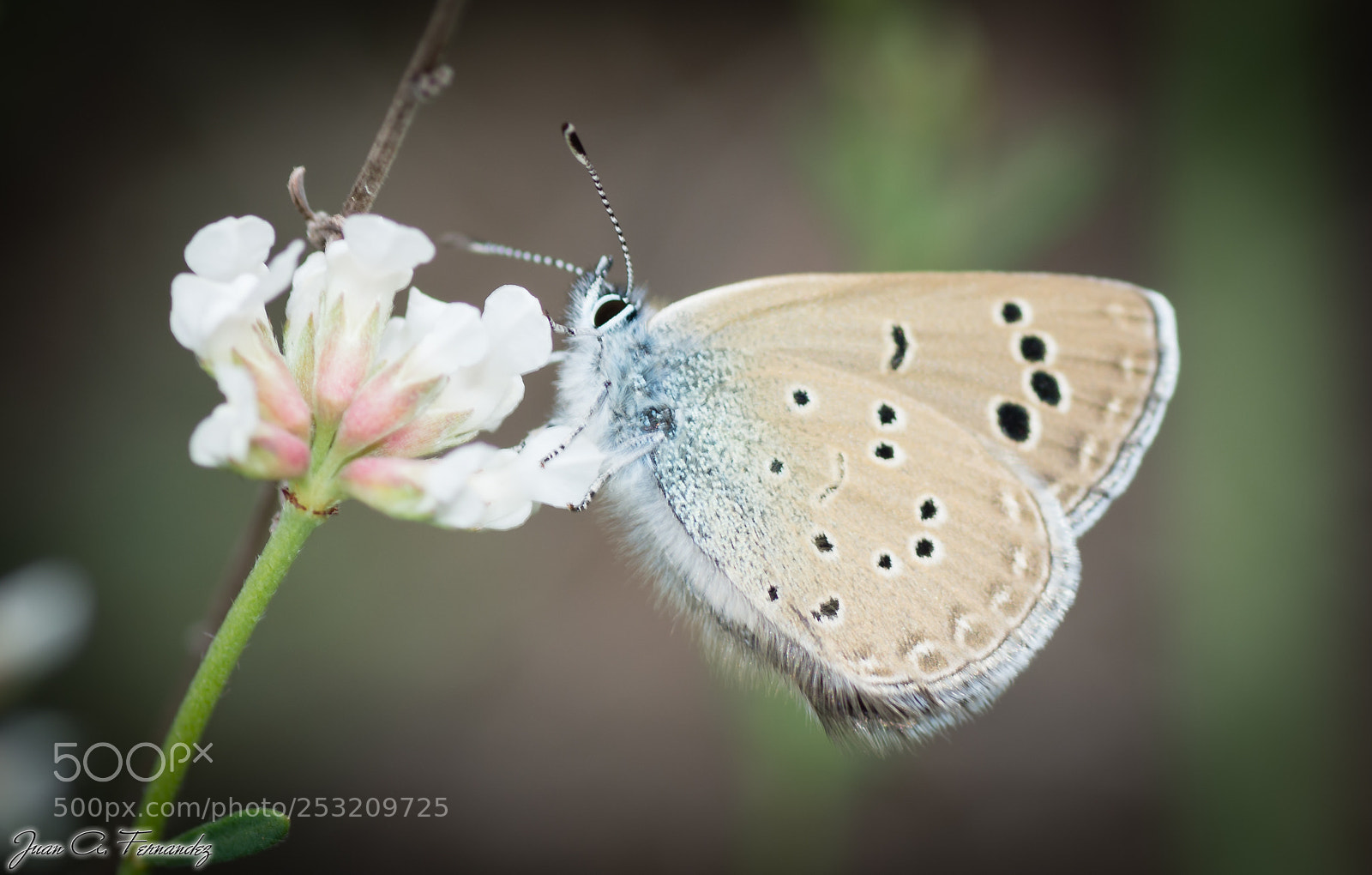Nikon D7200 sample photo. Blue and brown butterfly photography