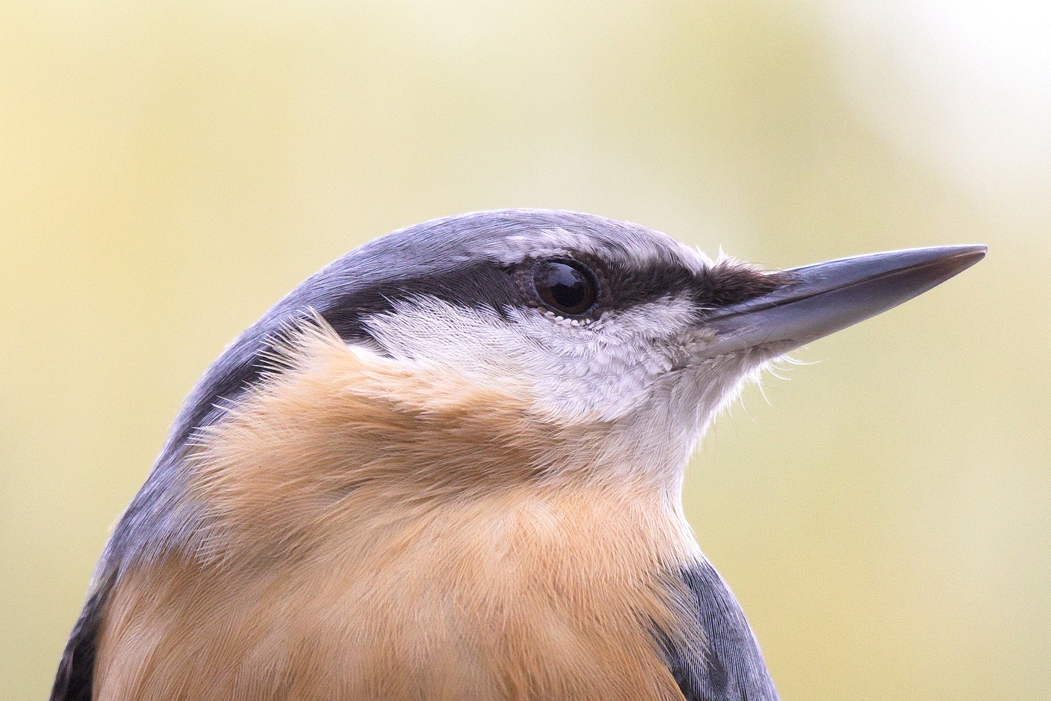 Canon EF-M 55-200mm F4.5-6.3 IS STM sample photo. Wildlife photography