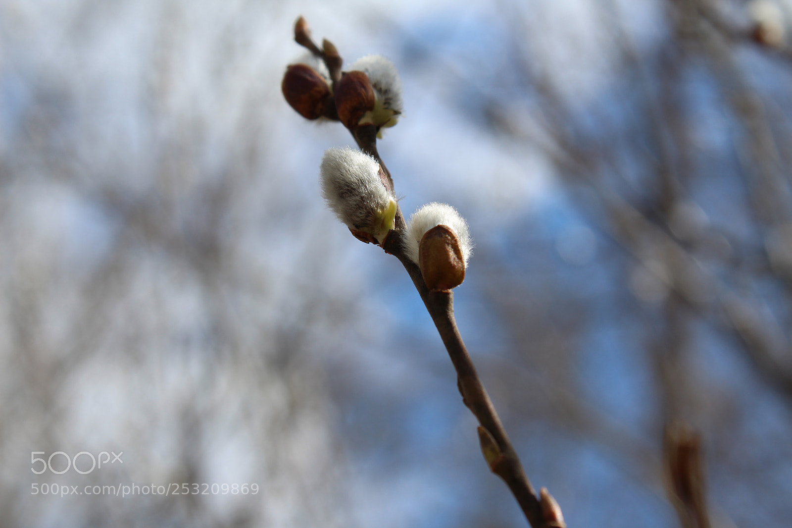 Canon EOS 1300D (EOS Rebel T6 / EOS Kiss X80) sample photo. Spring has sprung the photography