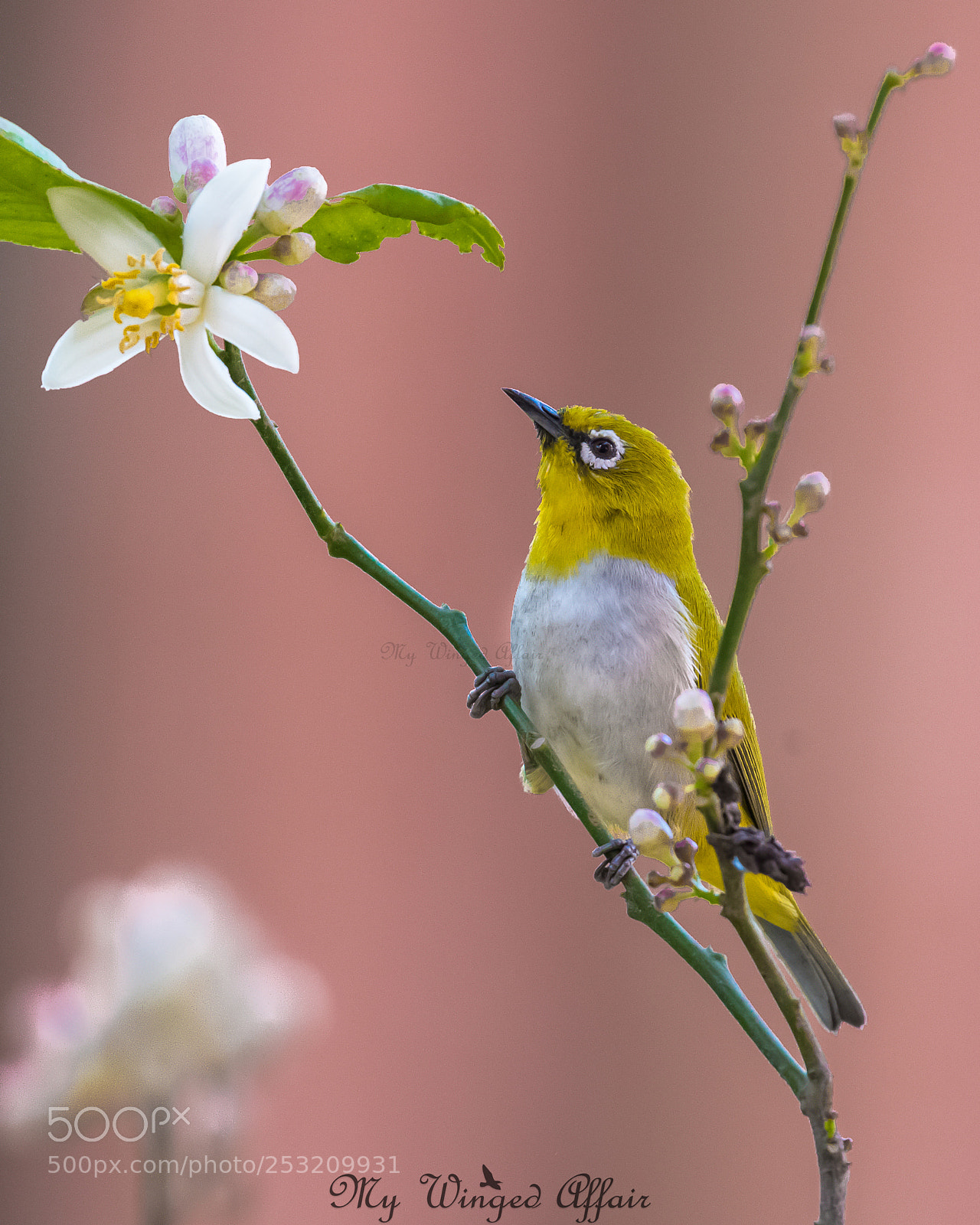 Nikon D610 sample photo. Oriental white eye photography