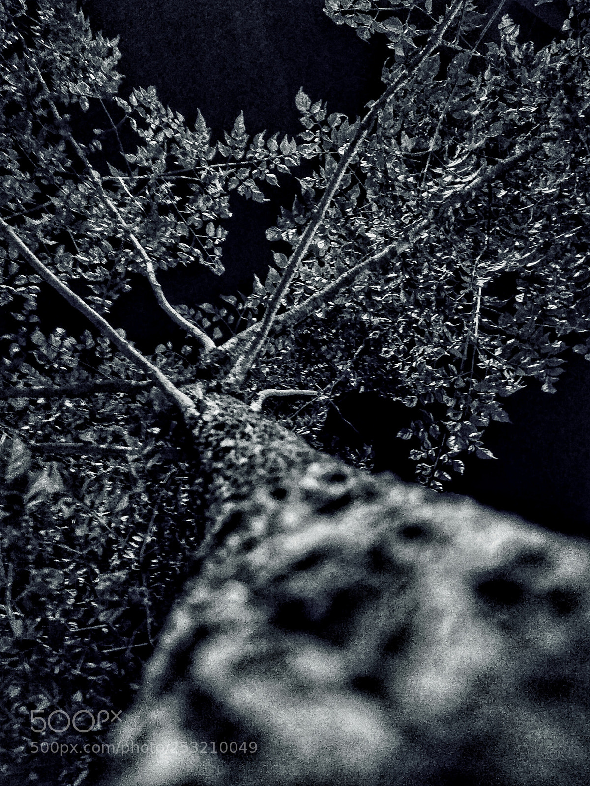 Xiaomi Redmi 4 Pro sample photo. Night tree photography