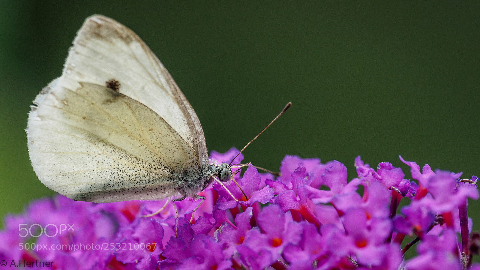Olympus OM-D E-M5 II sample photo. Day butterfly photography