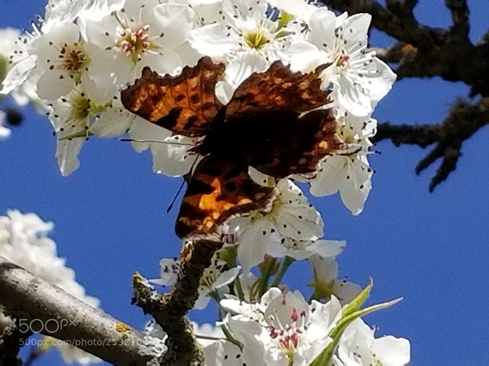 Samsung Galaxy S8 sample photo. Untitled photography
