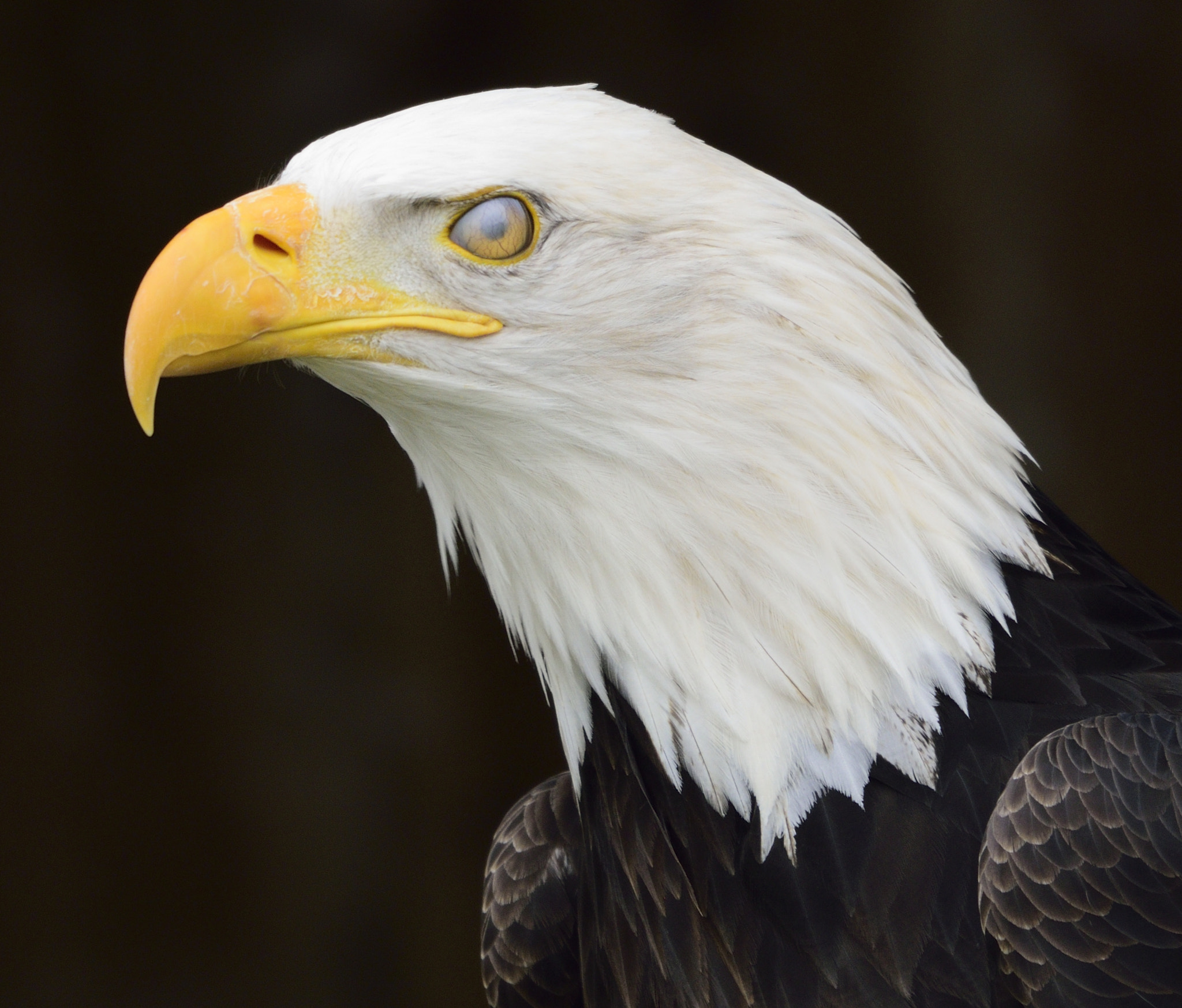 Sigma 150-600mm F5-6.3 DG OS HSM | C sample photo. Eagle photography