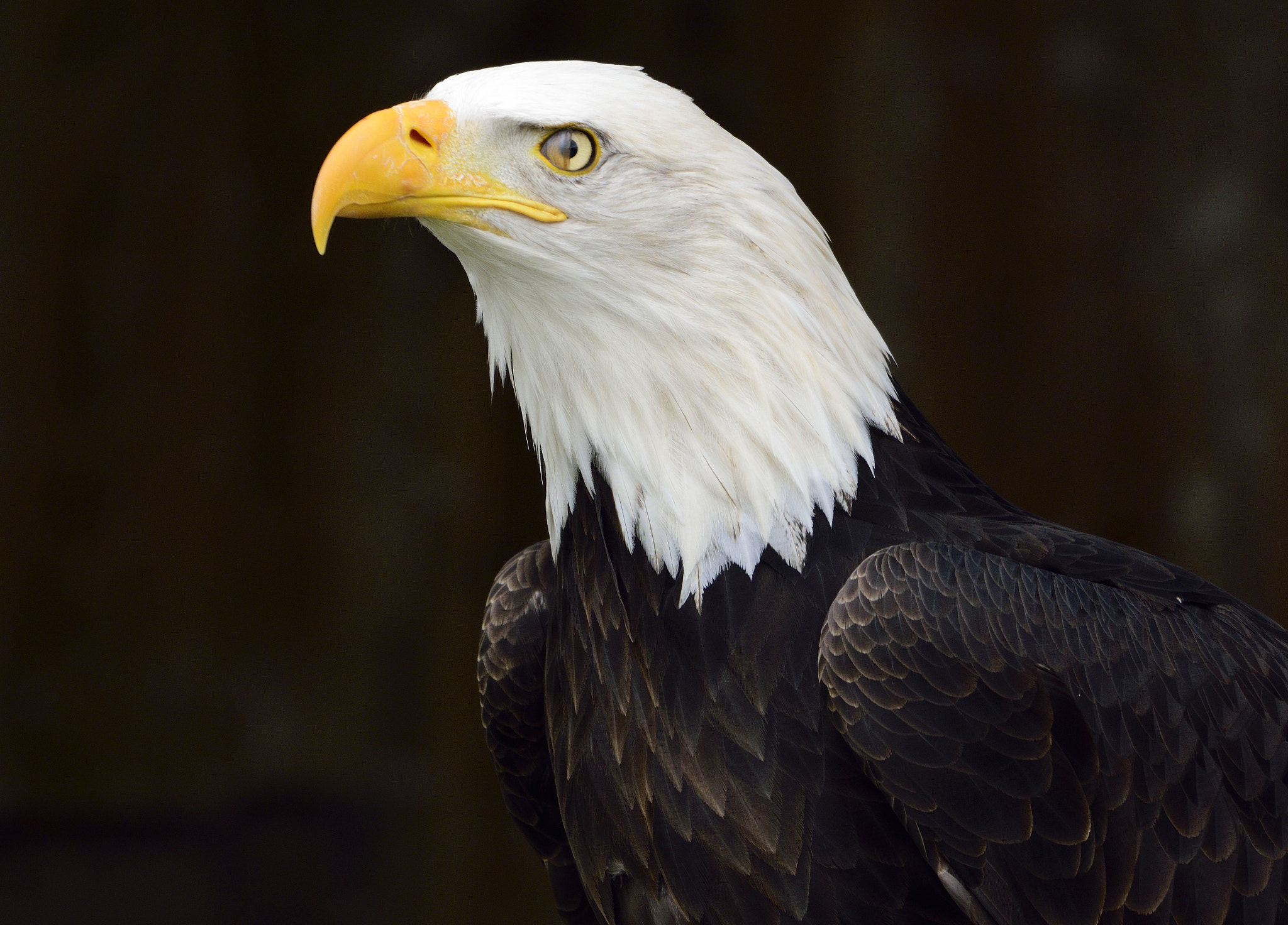 Sigma 150-600mm F5-6.3 DG OS HSM | C sample photo. Eagle photography