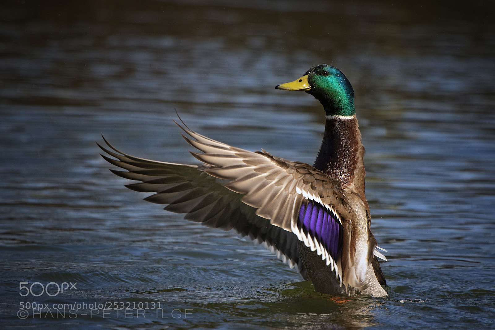 Canon EOS 7D Mark II sample photo. Here i am photography