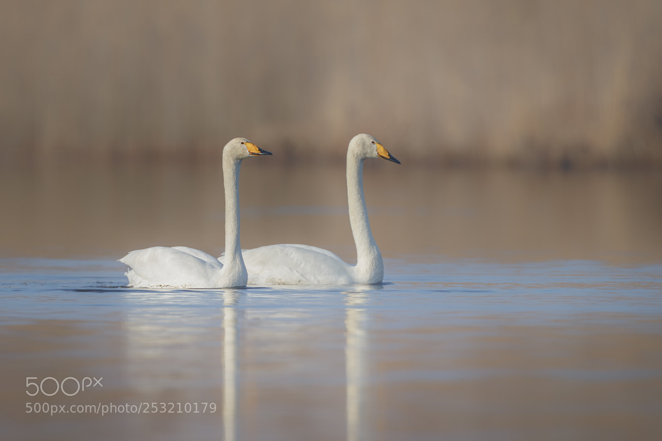 Canon EOS-1D X sample photo. Whooper swans photography