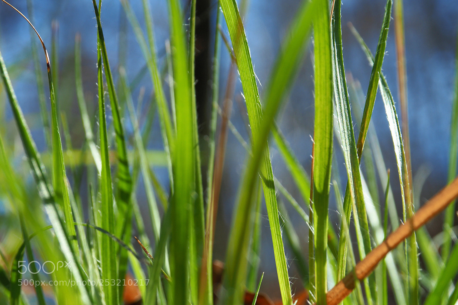 Olympus OM-D E-M5 II sample photo. Grass photography