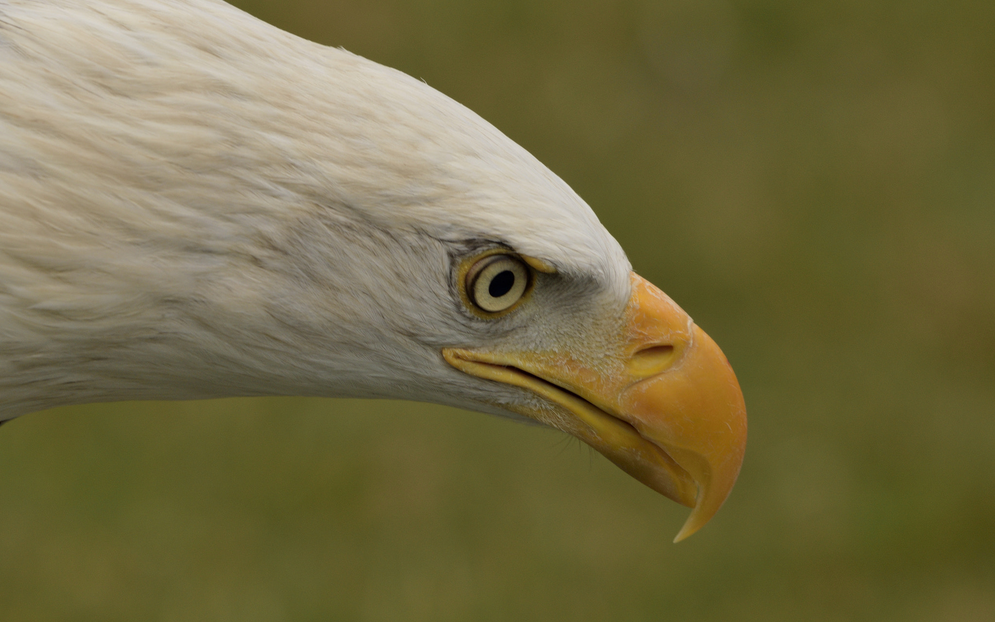 Sigma 150-600mm F5-6.3 DG OS HSM | C sample photo. Eagle head photography