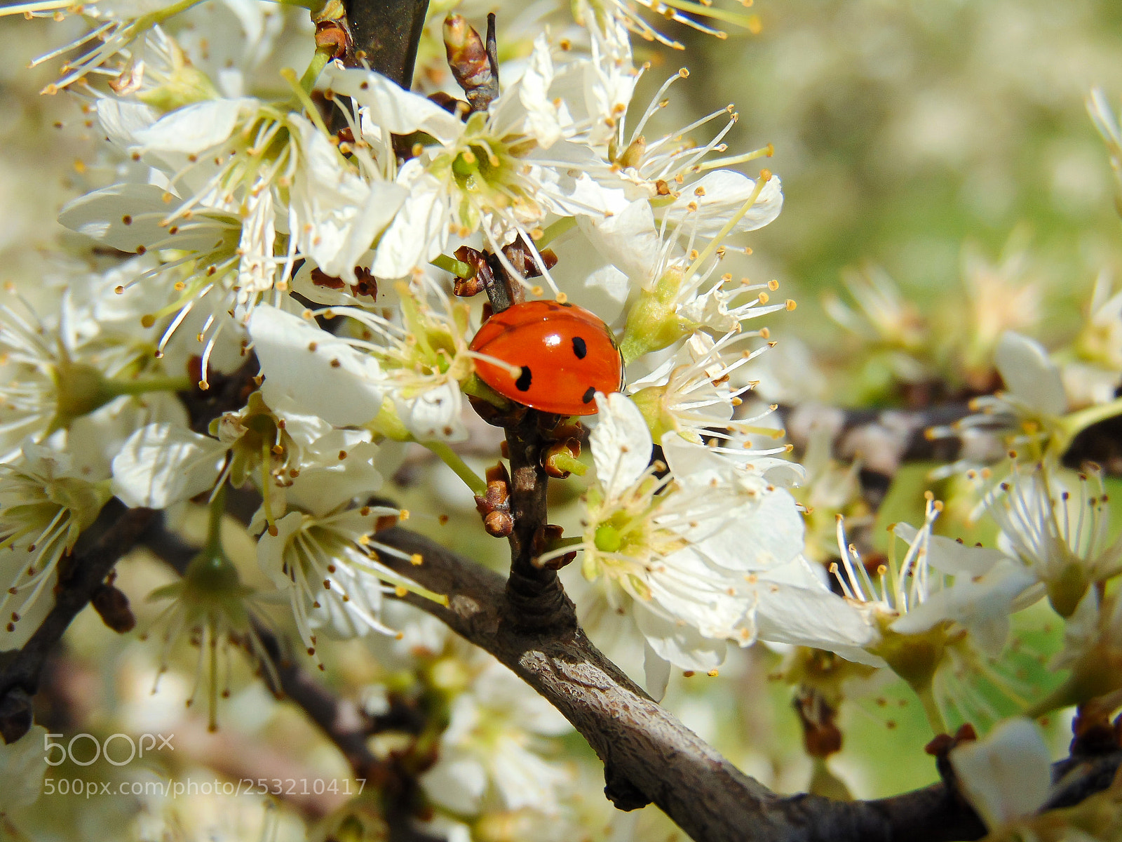 Sony Cyber-shot DSC-H300 sample photo. A beautiful close-up shot photography