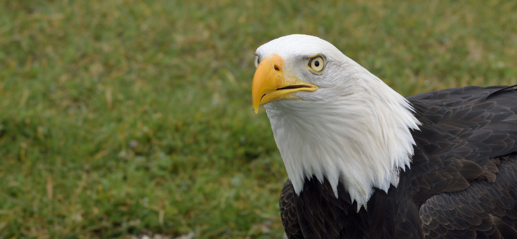 Sigma 150-600mm F5-6.3 DG OS HSM | C sample photo. Eagle photography