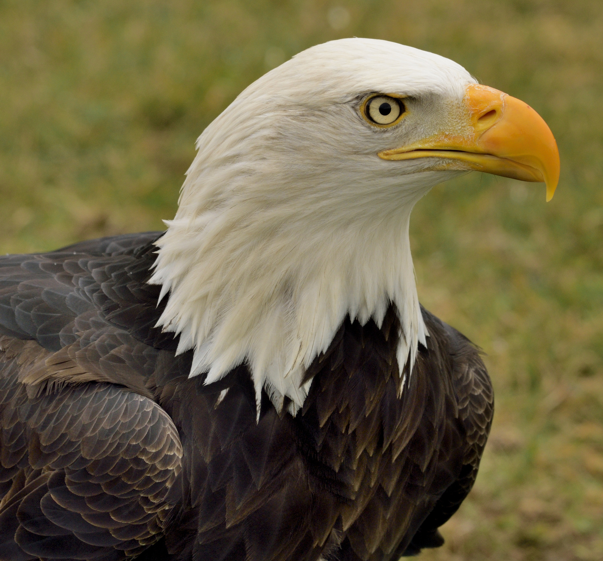 Sigma 150-600mm F5-6.3 DG OS HSM | C sample photo. Eagle photography
