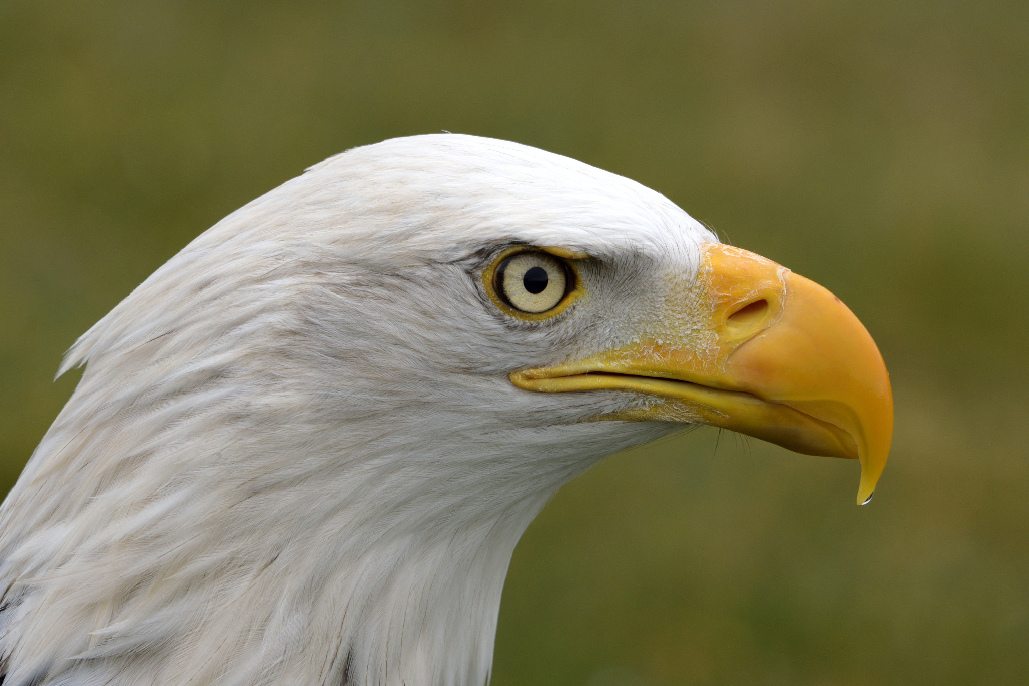 Nikon D3300 + Sigma 150-600mm F5-6.3 DG OS HSM | C sample photo. Eagle's head photography