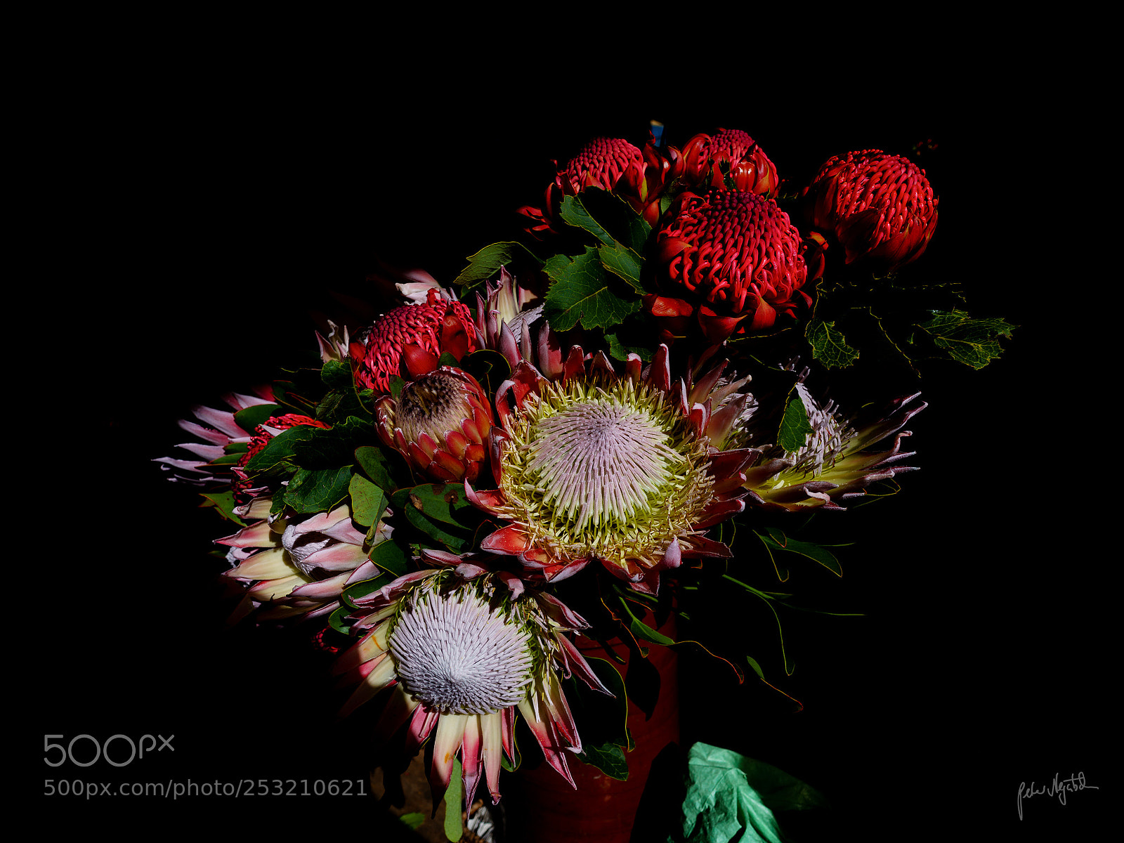 Sony a7R III sample photo. Protea photography