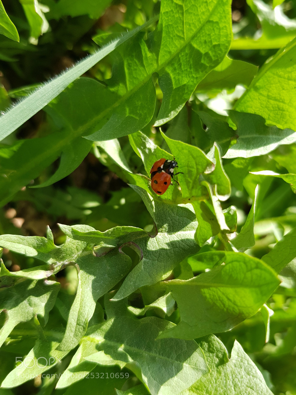 Samsung Galaxy S8 sample photo. Lady  !! photography