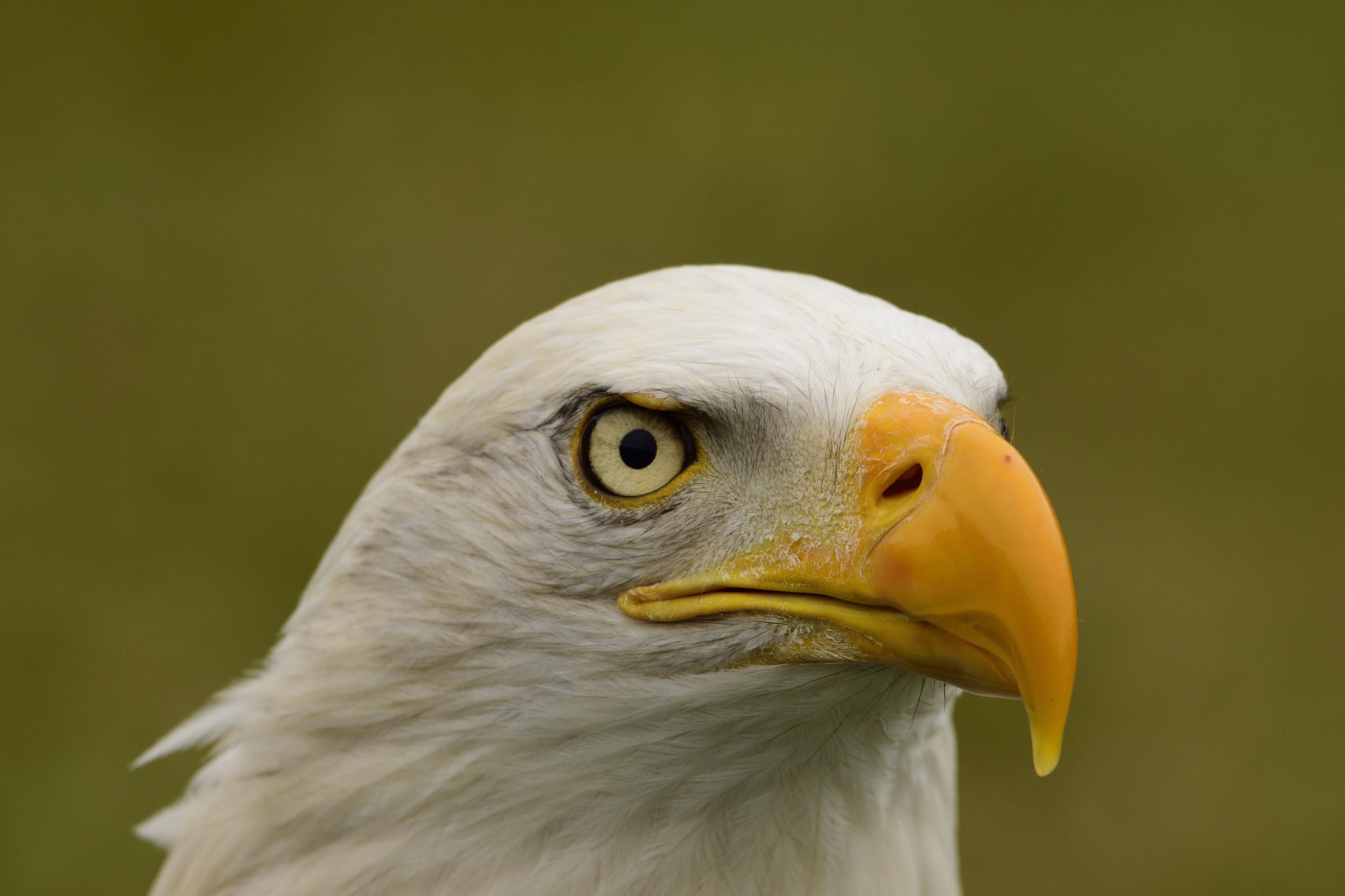 Sigma 150-600mm F5-6.3 DG OS HSM | C sample photo. Eagle head photography
