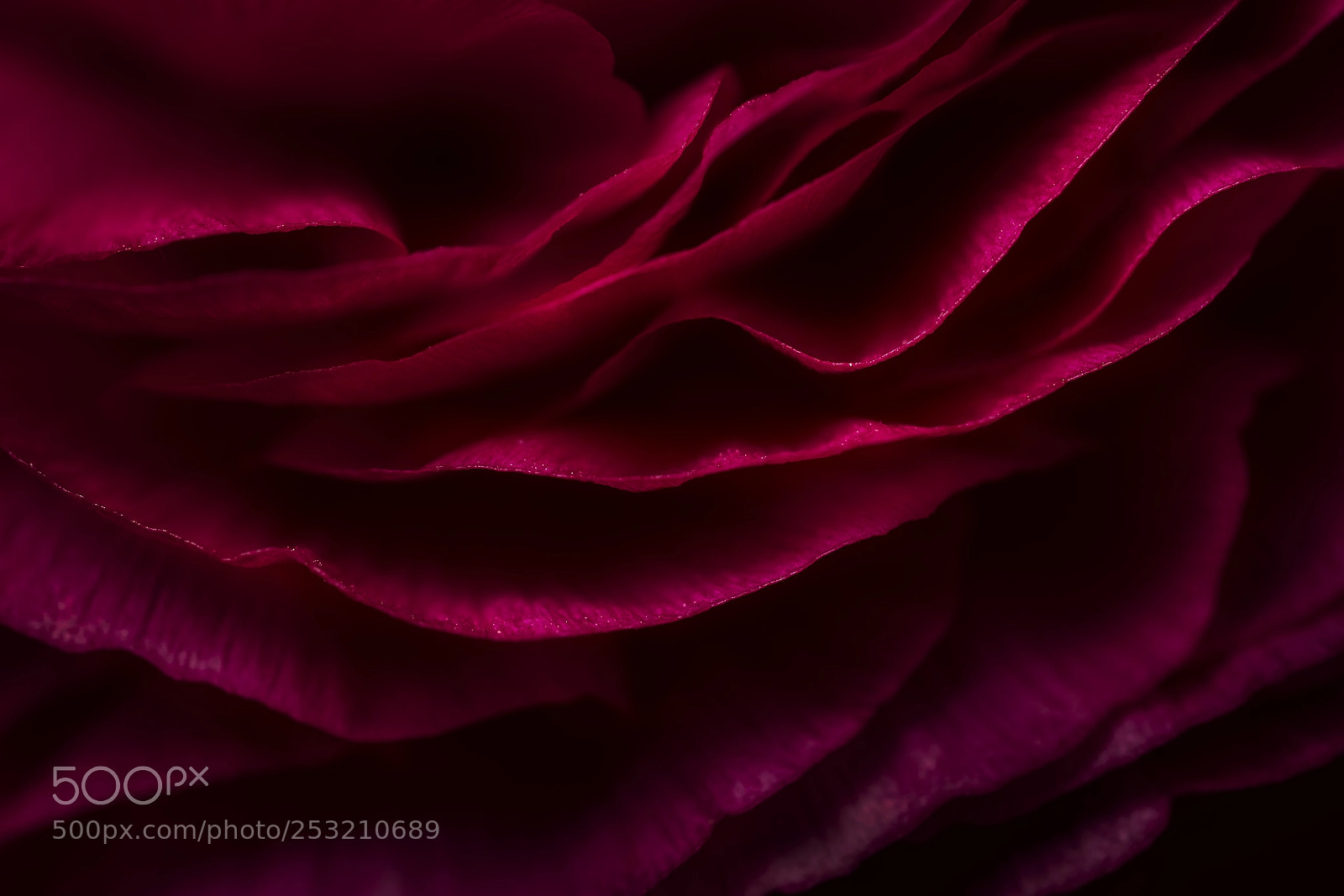 Nikon D850 sample photo. ' r ' photography