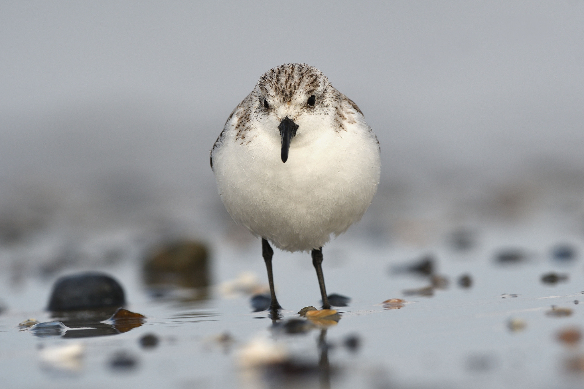 Nikon AF-S Nikkor 500mm F4G ED VR sample photo. Sanderling photography