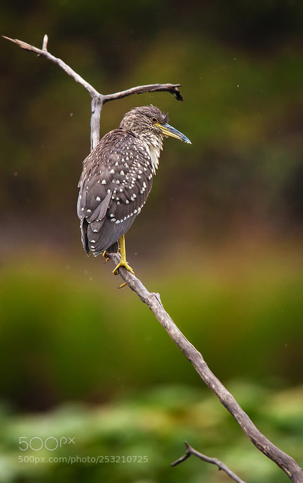 Canon EOS 5D Mark II sample photo. H ron bihoreau juv photography