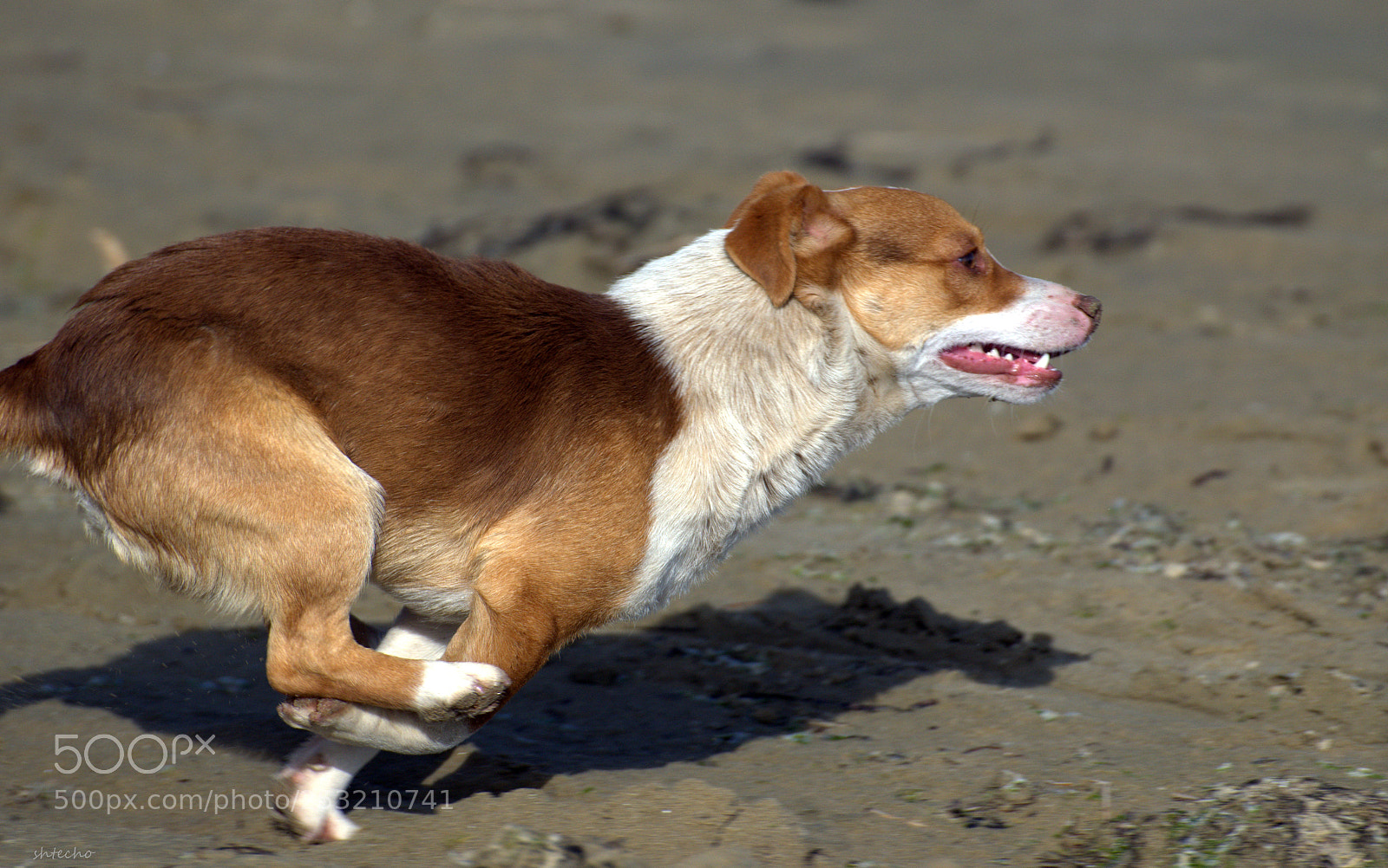 Nikon D5100 sample photo. Doggy ... photography