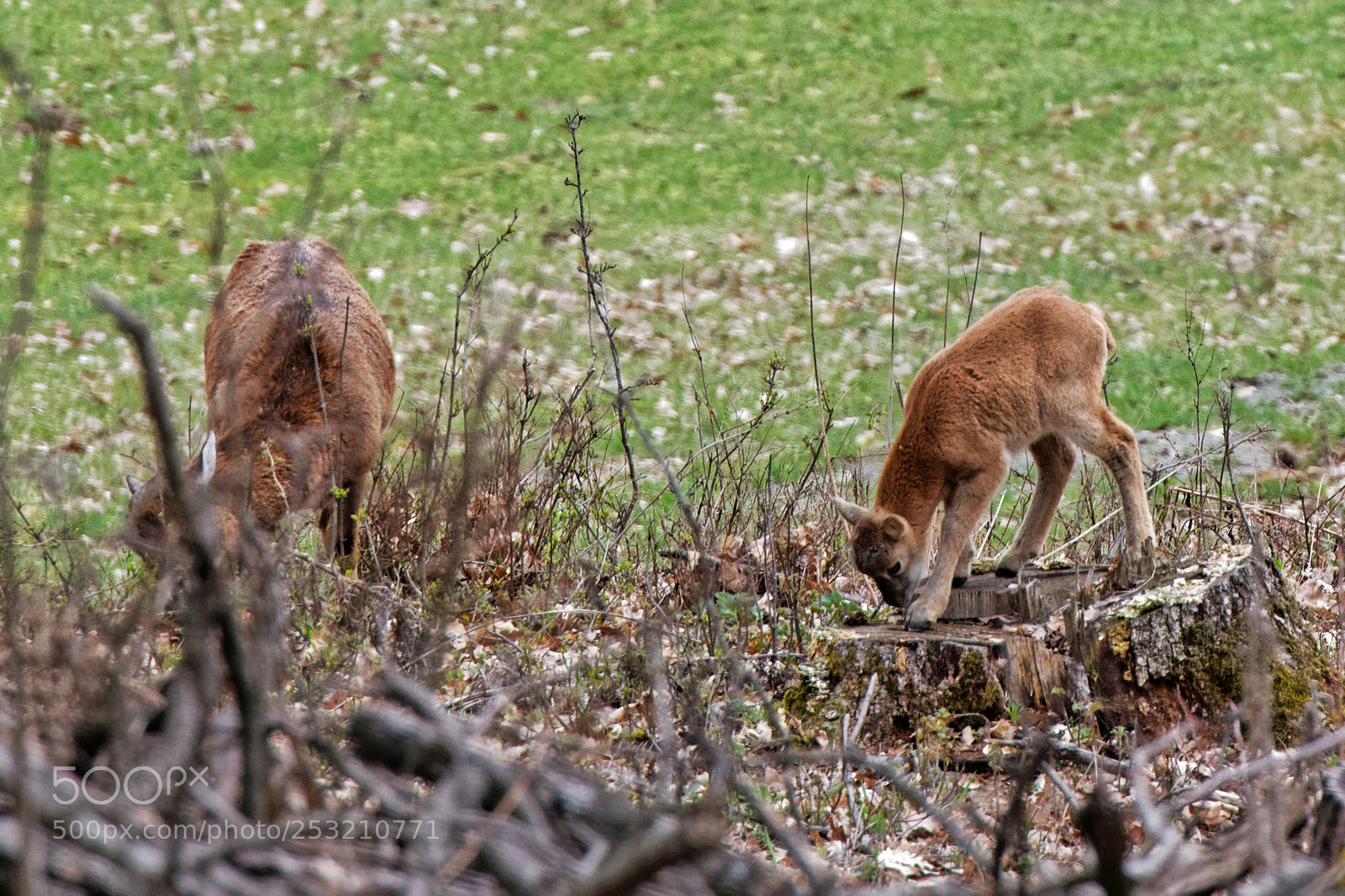 Canon EOS 70D sample photo. Ovis orientalis mouflon female photography
