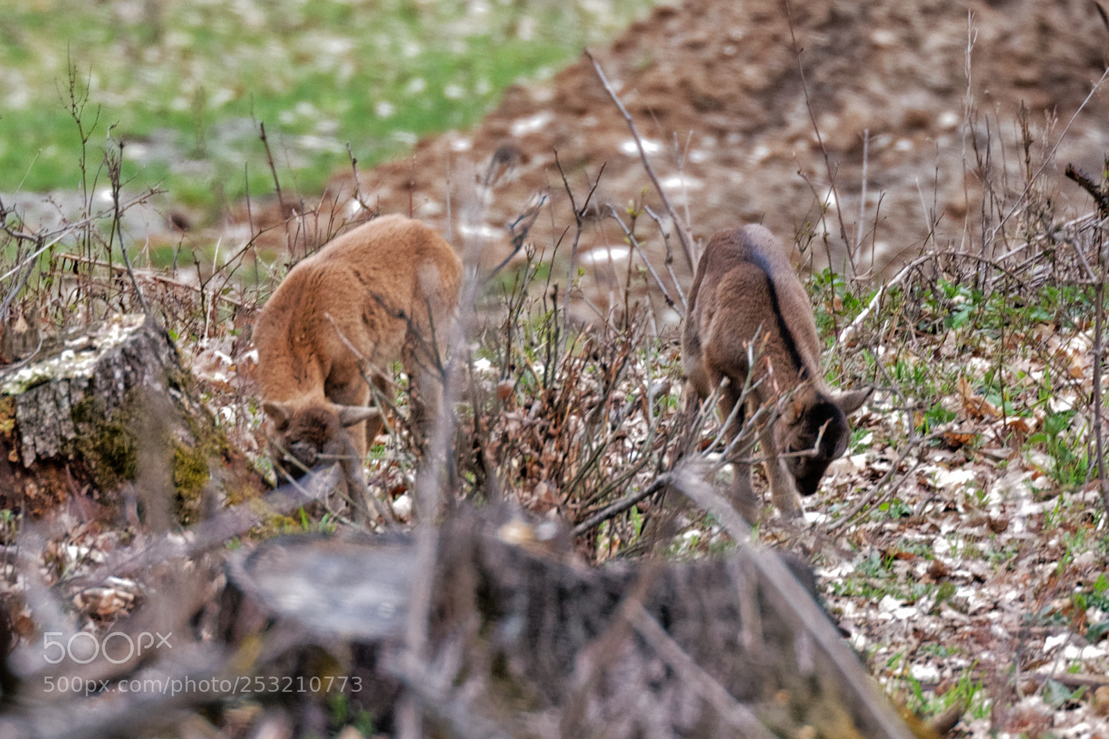 Canon EOS 70D sample photo. Ovis orientalis mouflon female photography