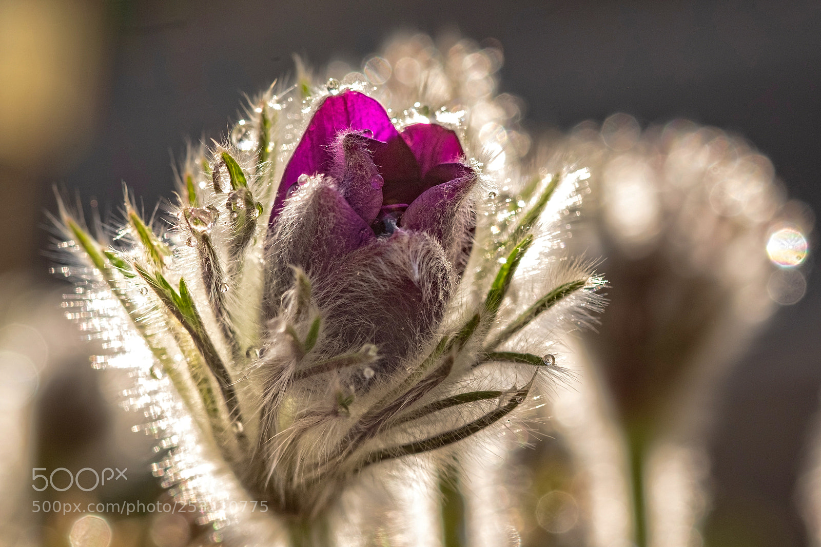 Fujifilm X-T1 sample photo. In the garden photography