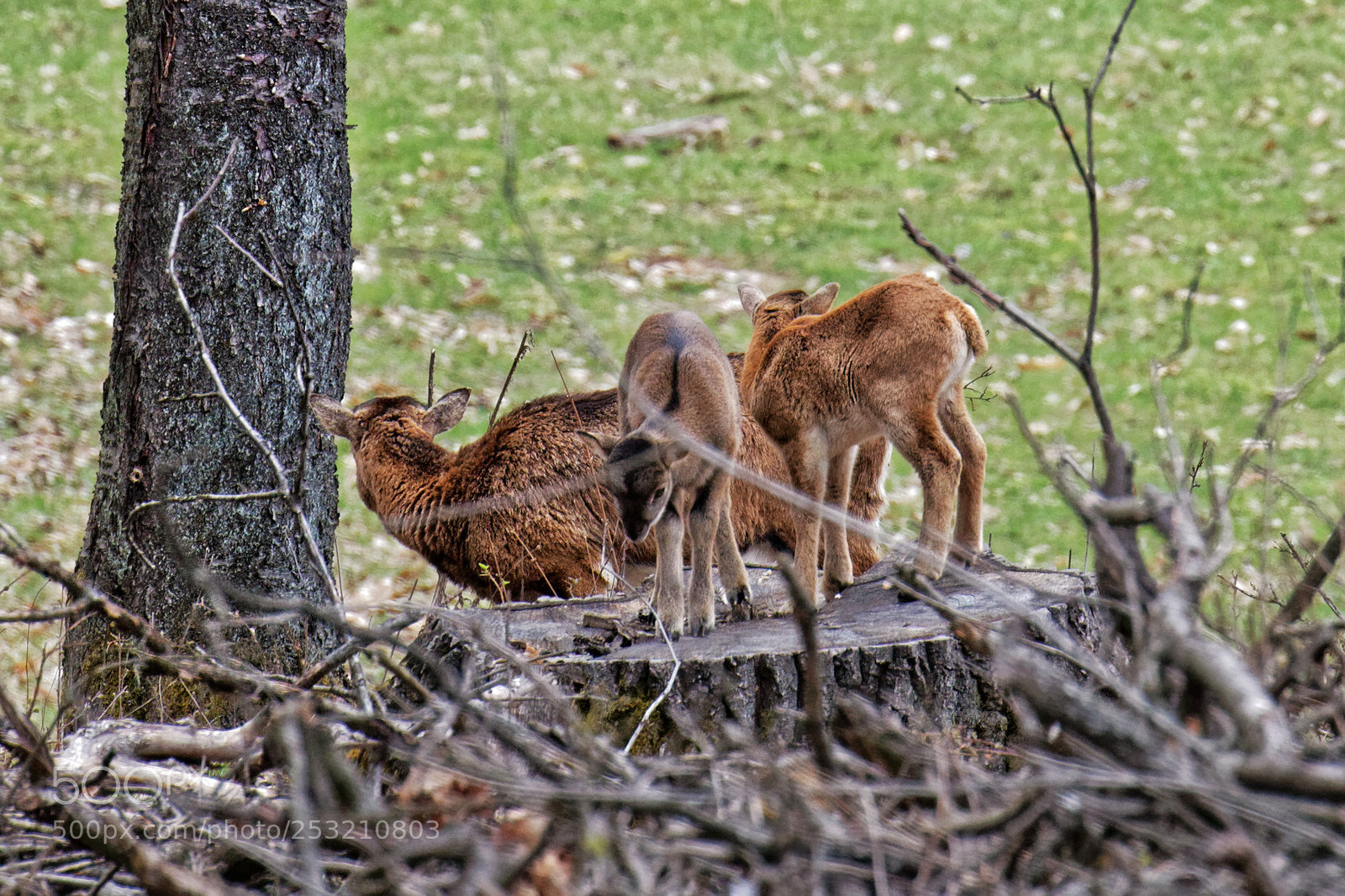 Canon EOS 70D sample photo. Ovis orientalis mouflon female photography