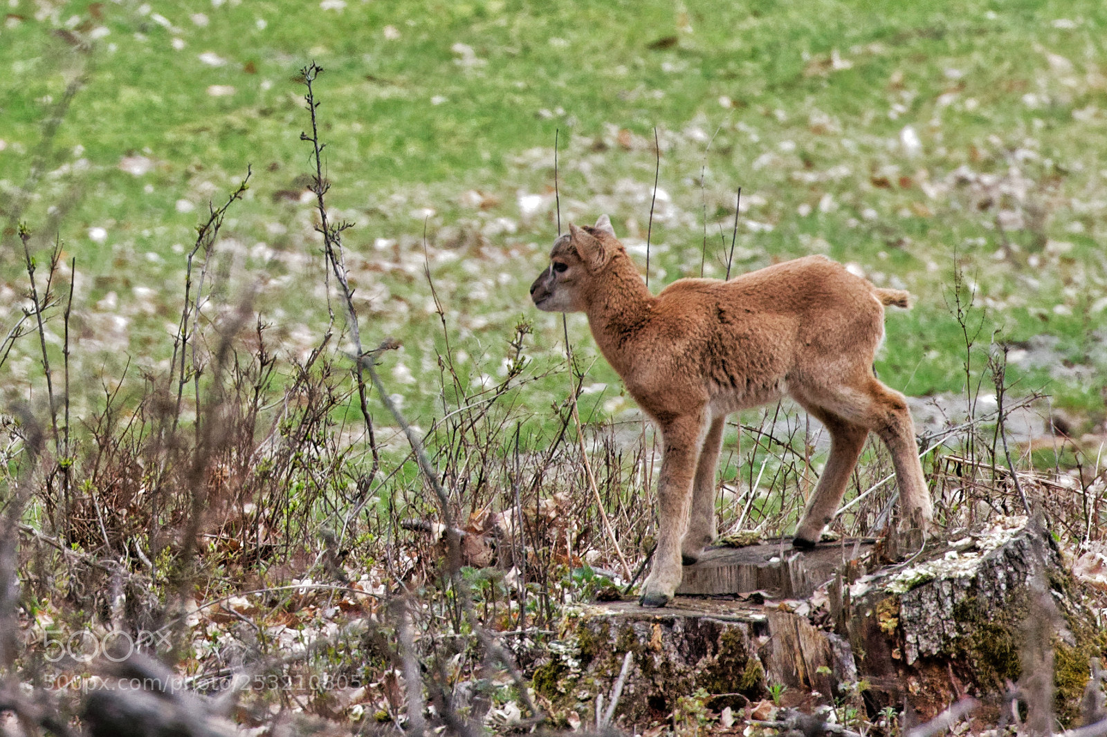 Canon EOS 70D sample photo. Ovis orientalis mouflon female photography