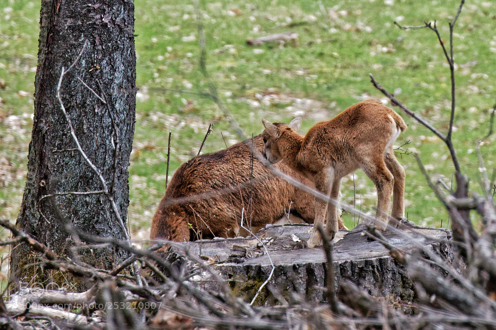 Canon EOS 70D sample photo. Ovis orientalis mouflon female photography