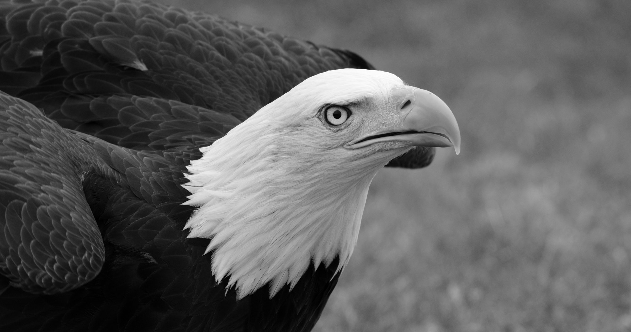 Sigma 150-600mm F5-6.3 DG OS HSM | C sample photo. B&w eagle photography