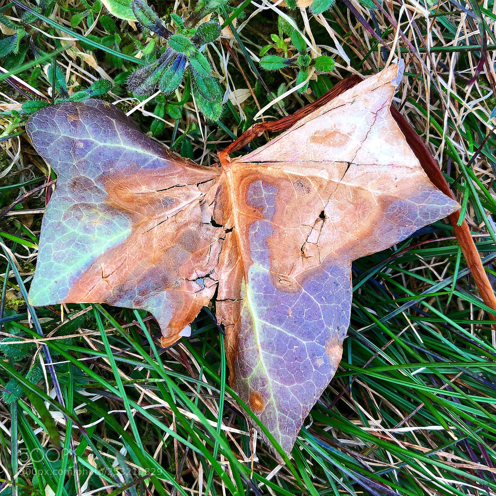 Apple iPhone 8 Plus sample photo. Leaf in april photography