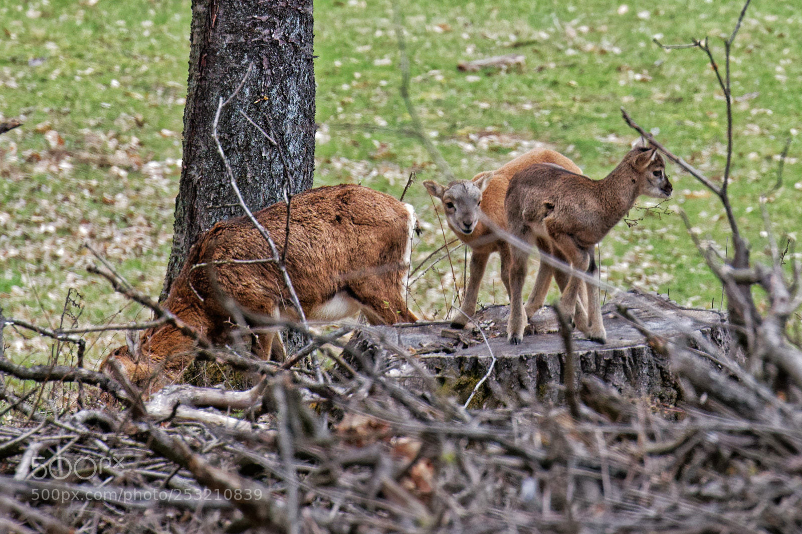 Canon EOS 70D sample photo. Ovis orientalis mouflon female photography