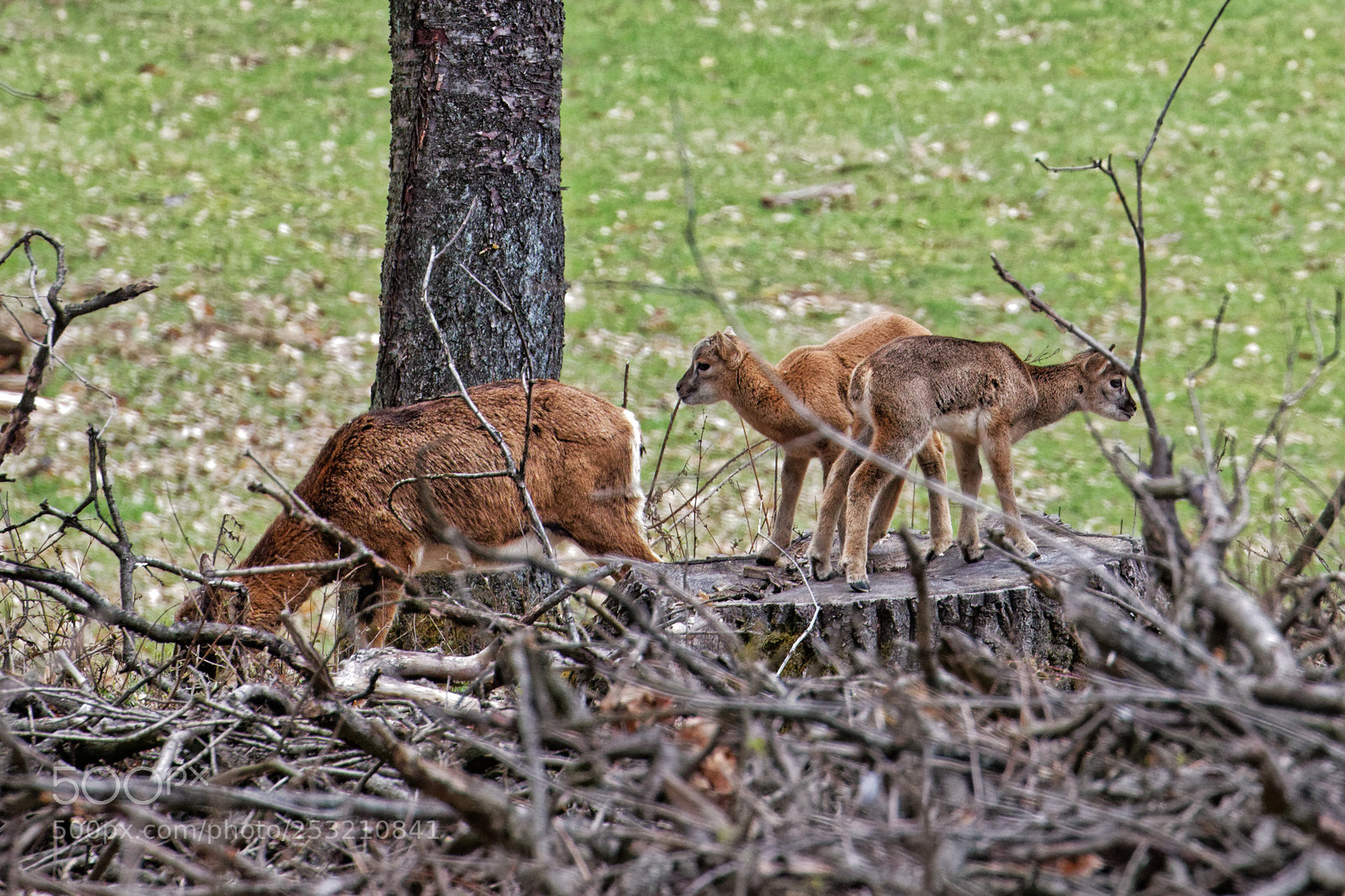 Canon EOS 70D sample photo. Ovis orientalis mouflon female photography